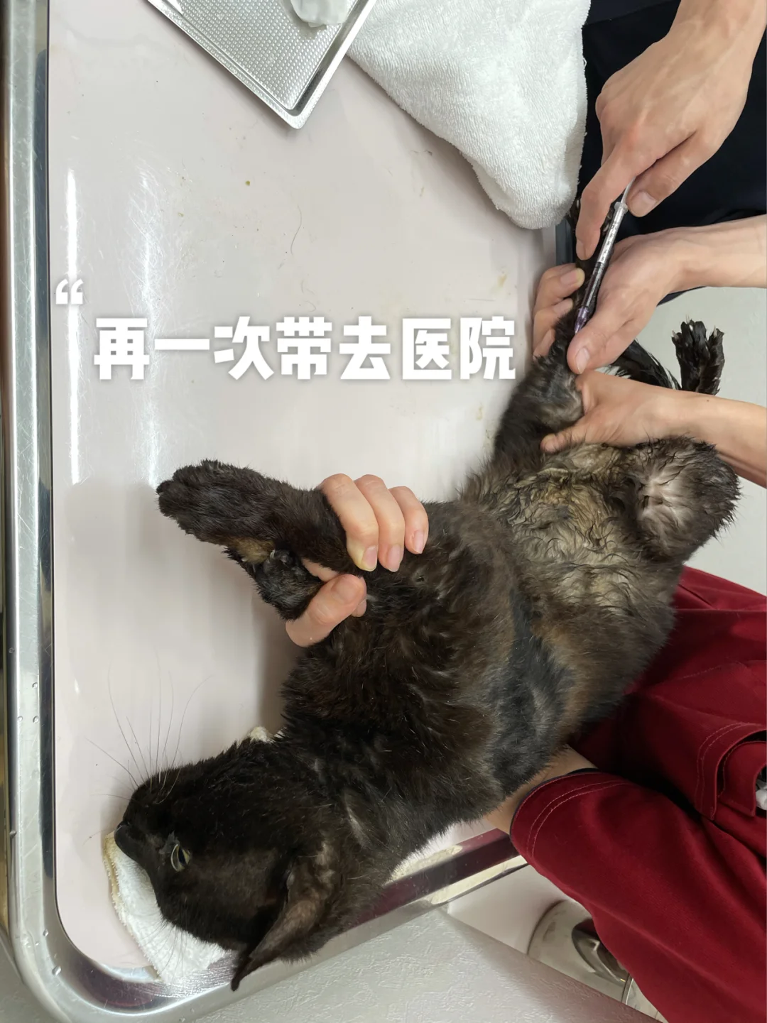救助小猫铃声下载_(救助小猫铃声下载安装)