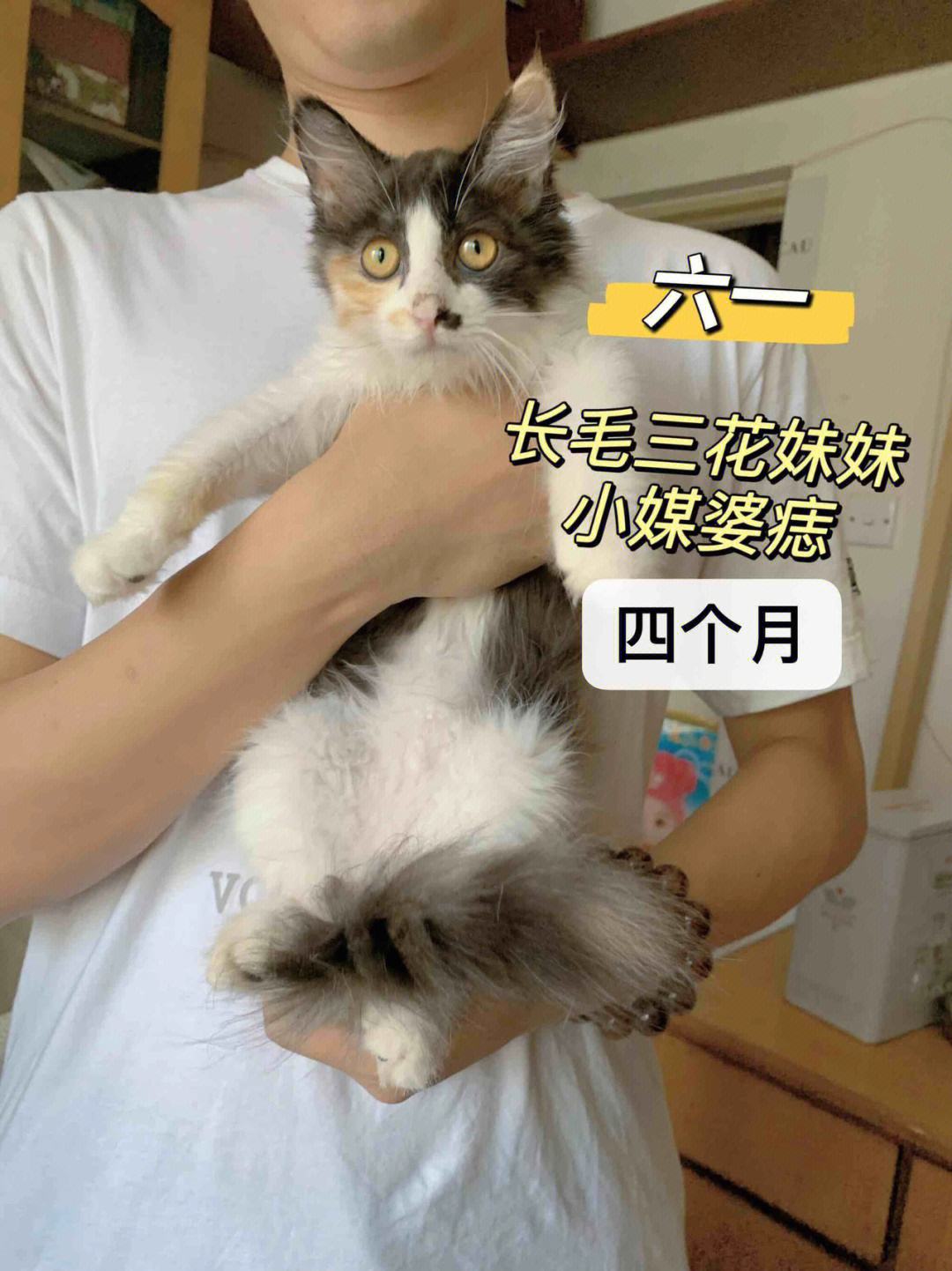 救助小猫铃声下载_(救助小猫铃声下载安装)